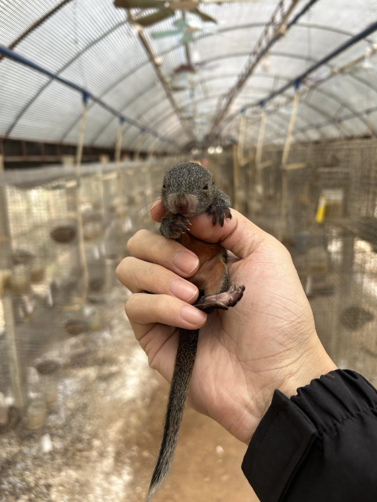 图片[1]-红腹松鼠18种颜色介绍-易客萌宠官方网站