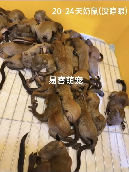 图片[81]-魔王松鼠22种颜色天数介绍-易客萌宠官方网站