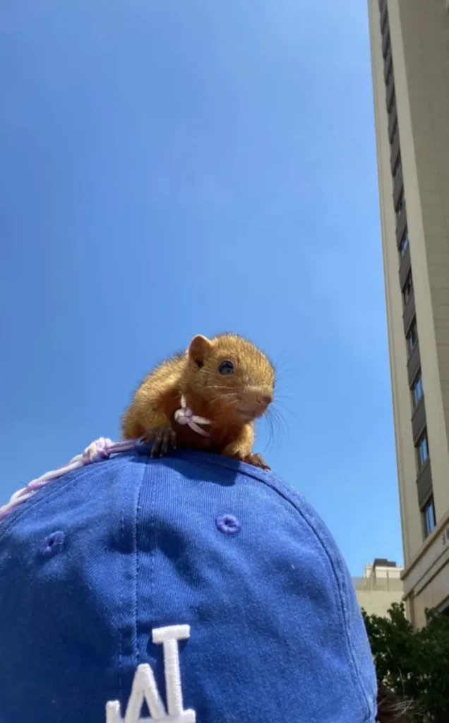 图片[13]-红腹松鼠18种颜色介绍-易客萌宠官方网站