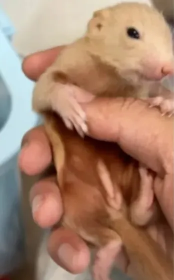 图片[18]-红腹松鼠18种颜色介绍-易客萌宠官方网站