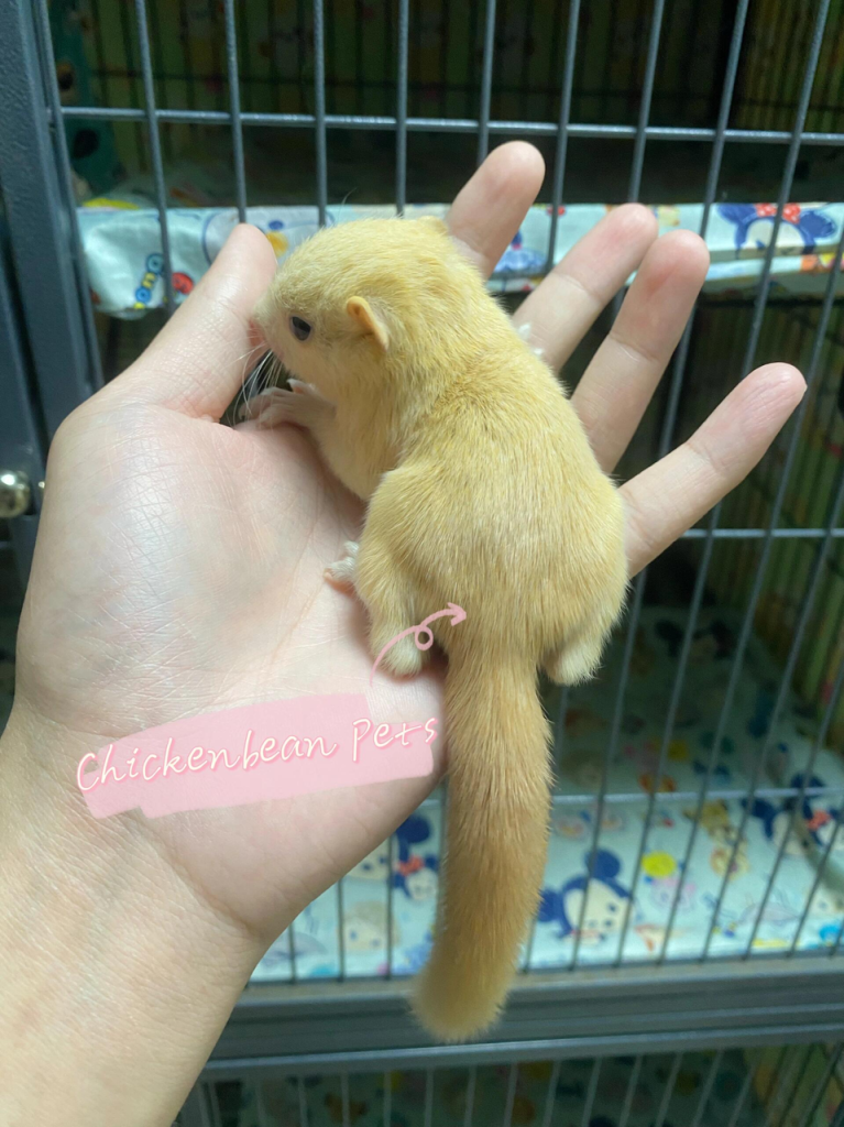 图片[8]-红腹松鼠18种颜色介绍-易客萌宠官方网站