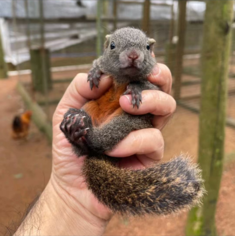 图片[2]-红腹松鼠18种颜色介绍-易客萌宠官方网站