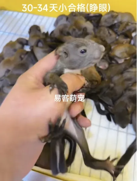 图片[82]-魔王松鼠22种颜色天数介绍-易客萌宠官方网站
