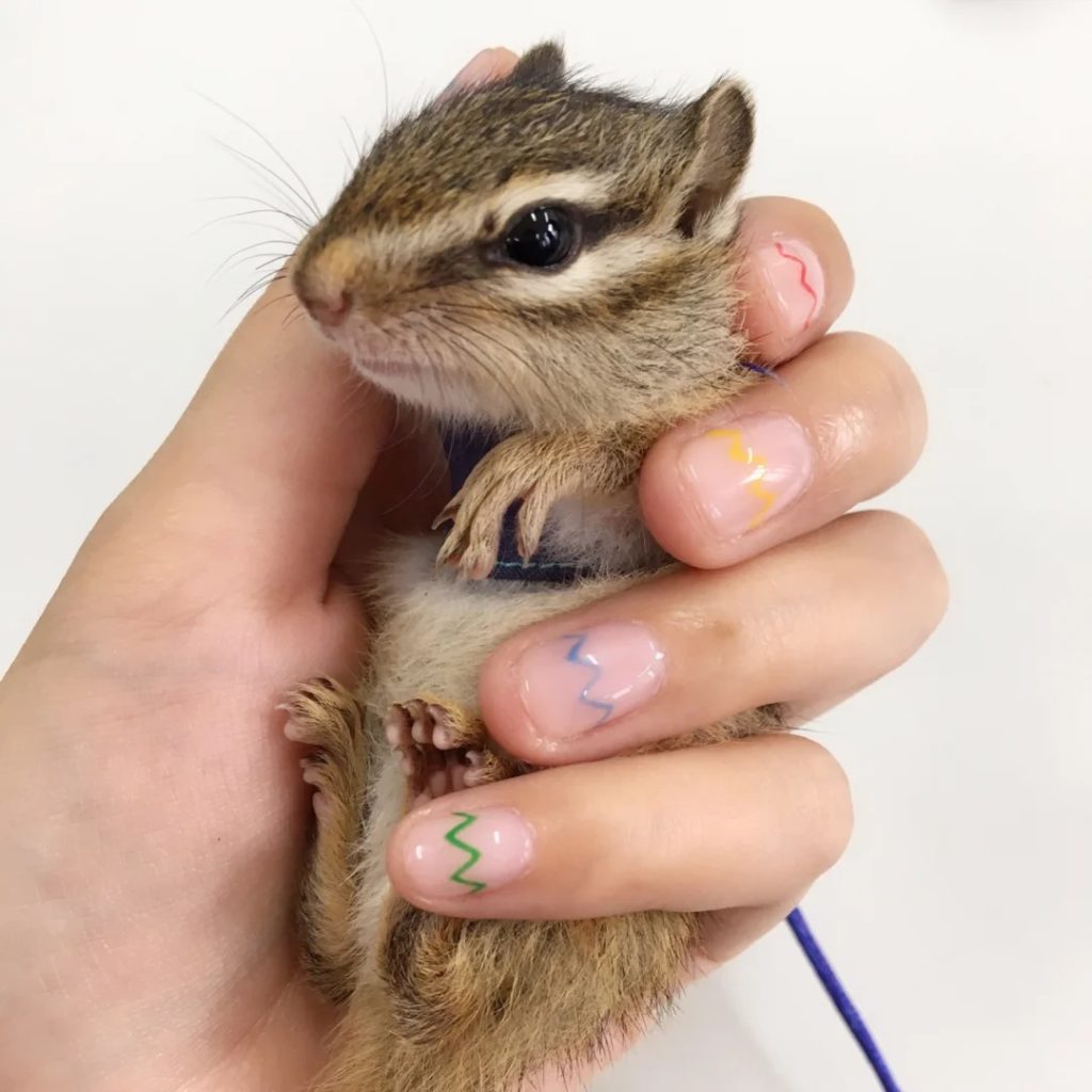 图片[2]-金花松鼠2种颜色介绍-易客萌宠官方网站