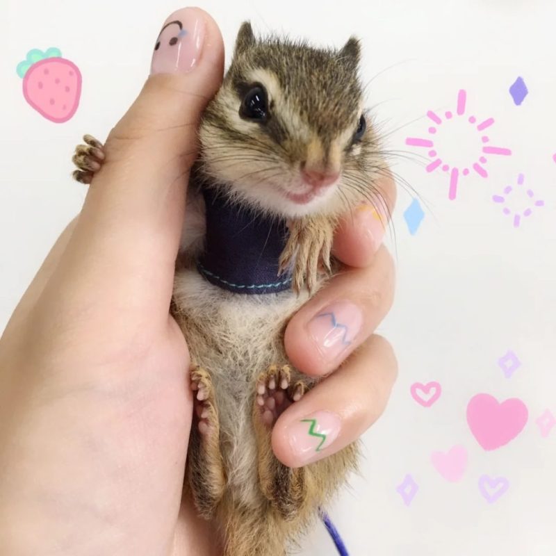 金花松鼠2种颜色介绍-易客萌宠官方网站