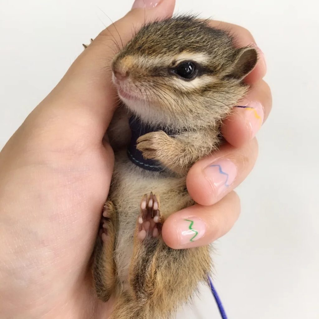 图片[3]-金花松鼠2种颜色介绍-易客萌宠官方网站