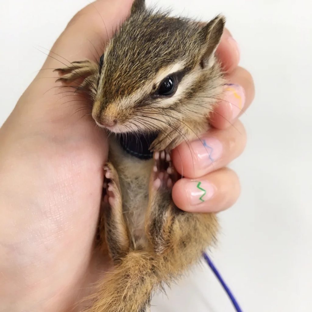 图片[4]-金花松鼠2种颜色介绍-易客萌宠官方网站