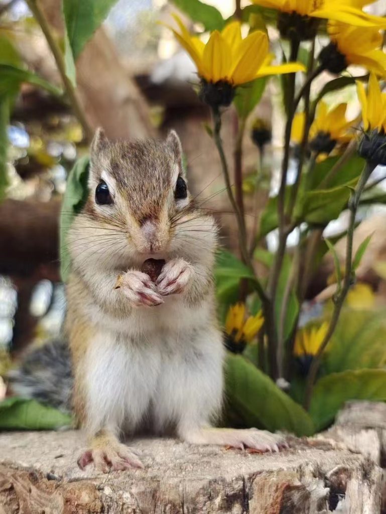 图片[6]-金花松鼠2种颜色介绍-易客萌宠官方网站