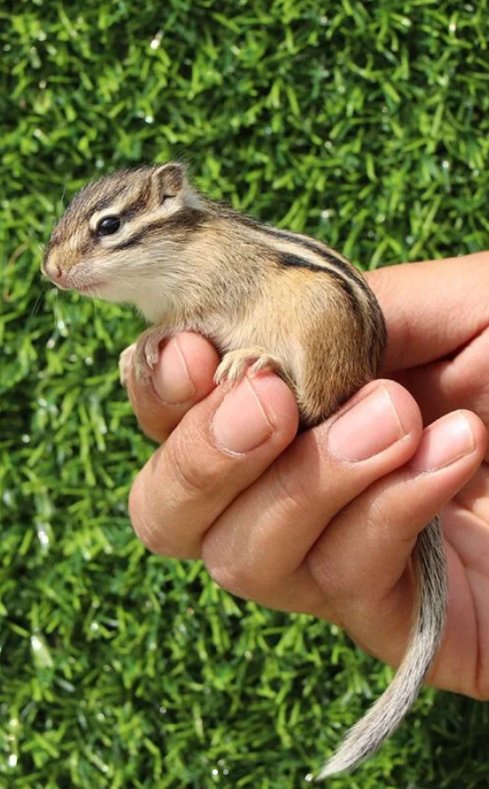 图片[5]-金花松鼠2种颜色介绍-易客萌宠官方网站