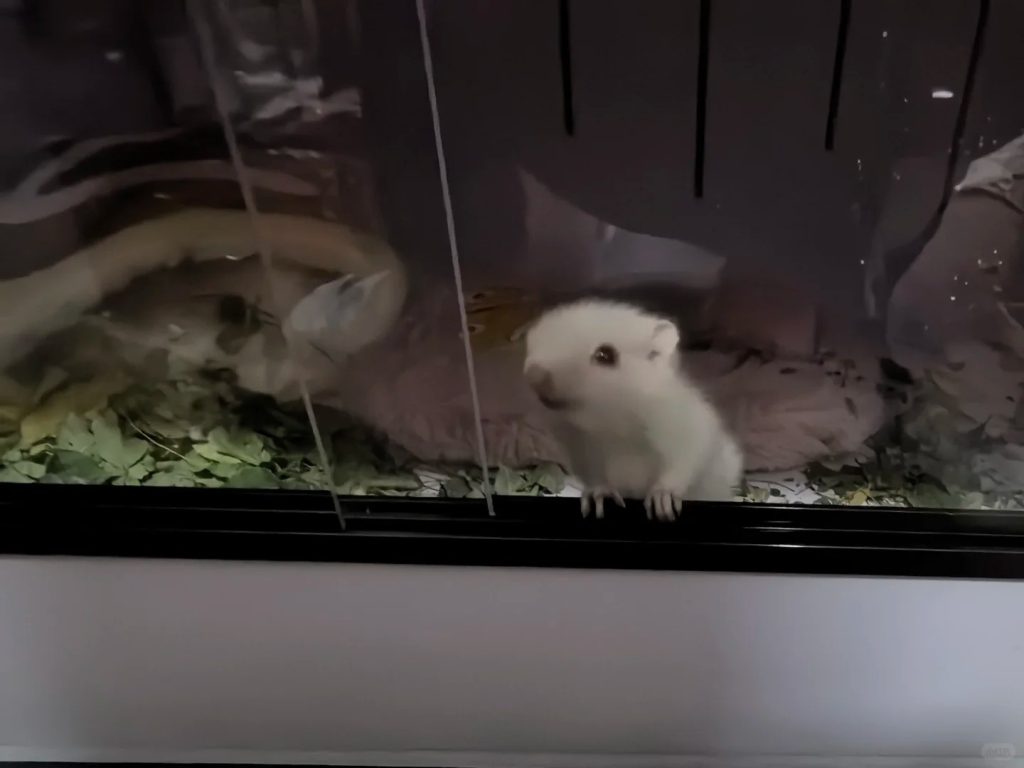 图片[10]-金花松鼠2种颜色介绍-易客萌宠官方网站