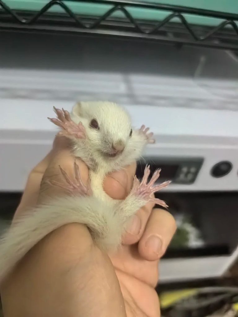 图片[8]-金花松鼠2种颜色介绍-易客萌宠官方网站