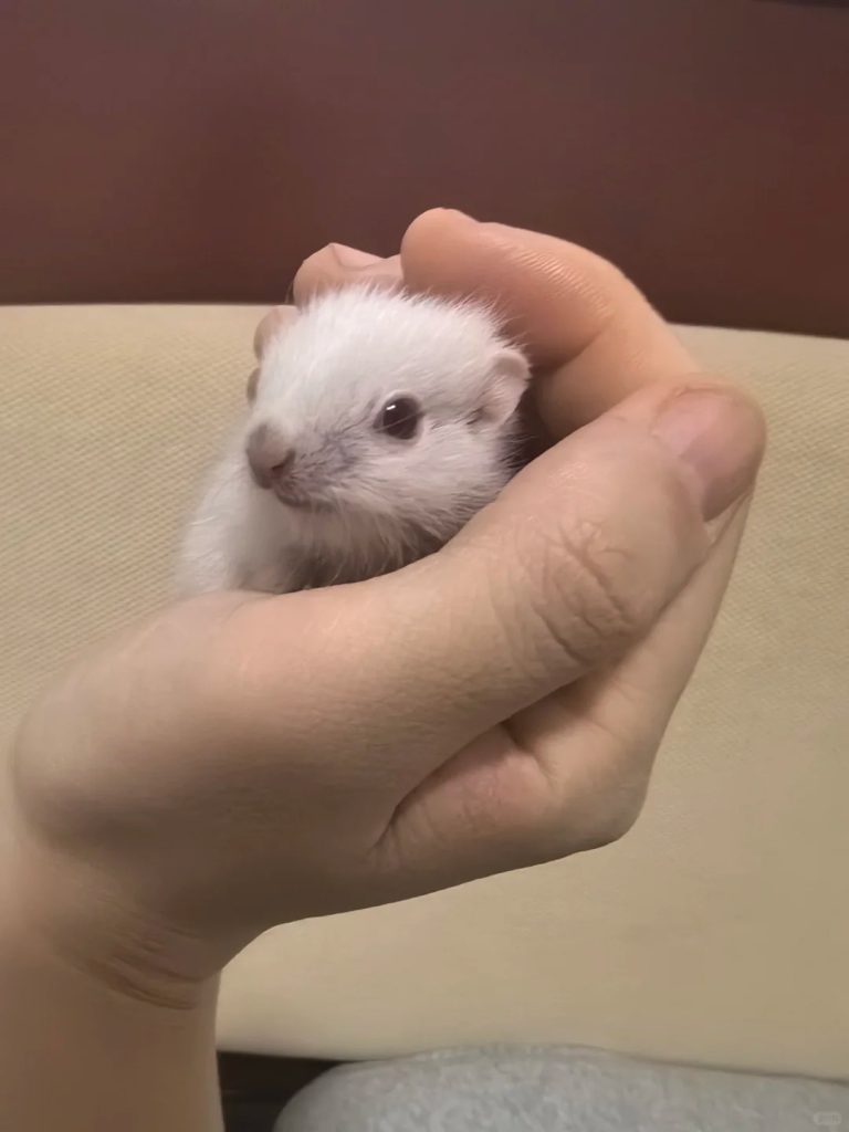 图片[7]-金花松鼠2种颜色介绍-易客萌宠官方网站