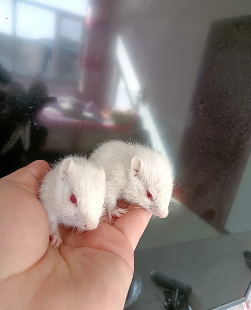 图片[11]-金花松鼠2种颜色介绍-易客萌宠官方网站