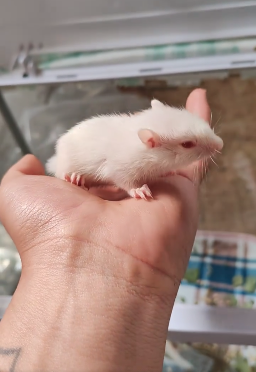 图片[9]-金花松鼠2种颜色介绍-易客萌宠官方网站