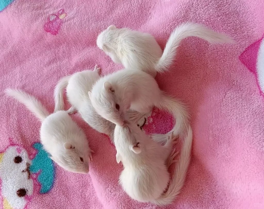 图片[12]-金花松鼠2种颜色介绍-易客萌宠官方网站