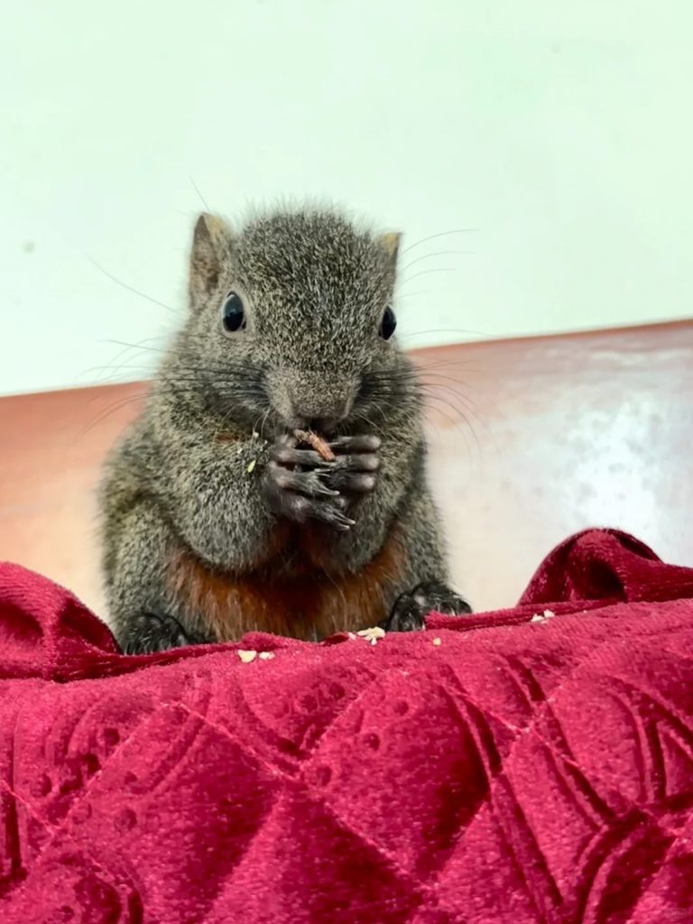 图片[3]-红腹松鼠18种颜色介绍-易客萌宠官方网站