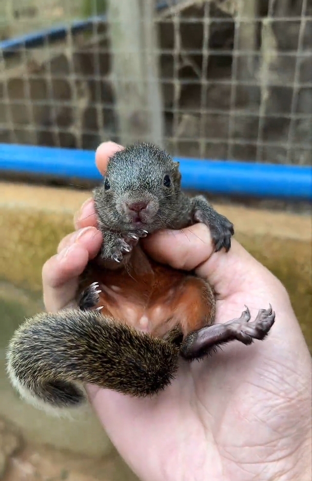 图片[4]-红腹松鼠18种颜色介绍-易客萌宠官方网站