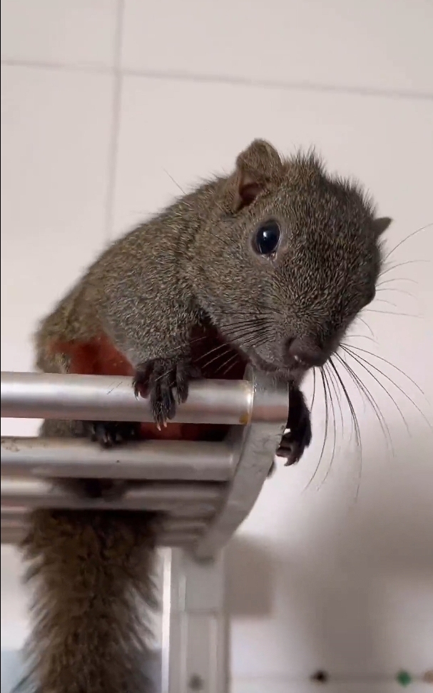 图片[5]-红腹松鼠18种颜色介绍-易客萌宠官方网站