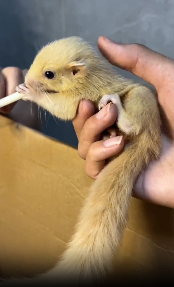 图片[9]-红腹松鼠18种颜色介绍-易客萌宠官方网站