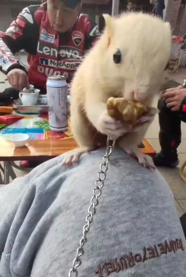 图片[10]-红腹松鼠18种颜色介绍-易客萌宠官方网站