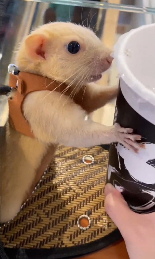 图片[12]-红腹松鼠18种颜色介绍-易客萌宠官方网站