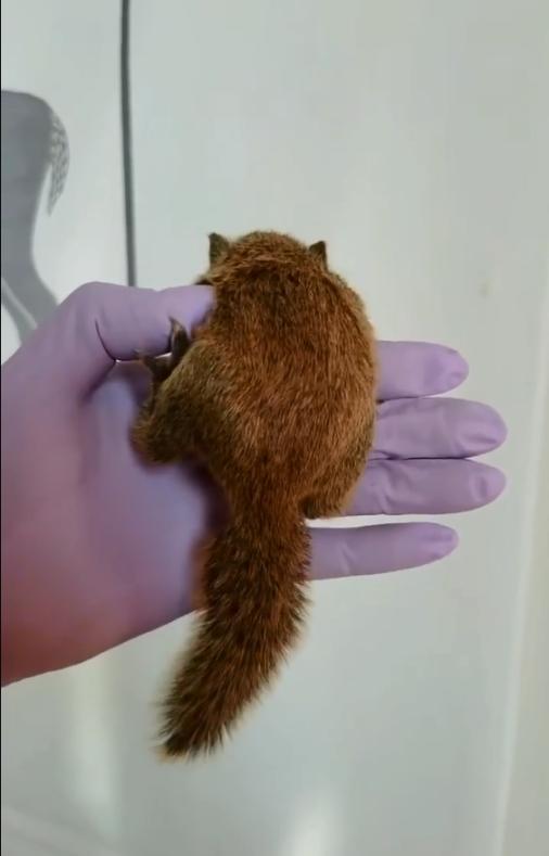 图片[10]-黄山松鼠4种颜色介绍-易客萌宠官方网站