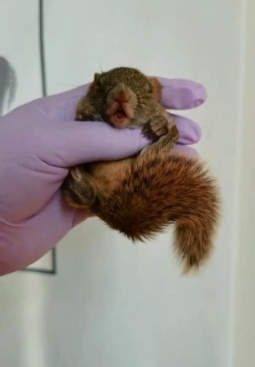 图片[9]-黄山松鼠4种颜色介绍-易客萌宠官方网站