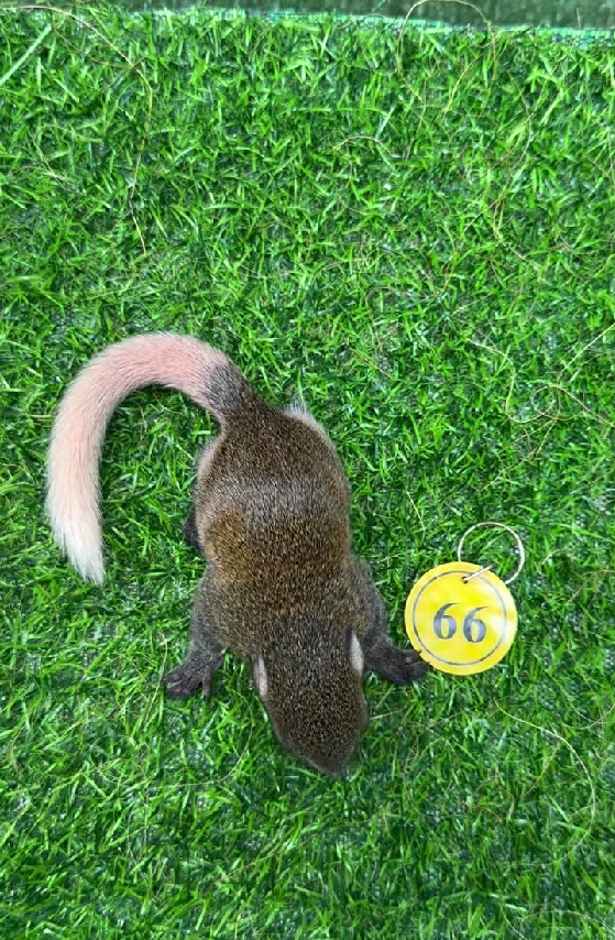 图片[22]-红腹松鼠18种颜色介绍-易客萌宠官方网站