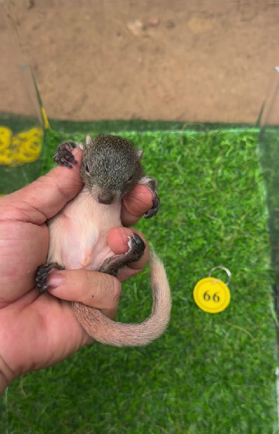 图片[21]-红腹松鼠18种颜色介绍-易客萌宠官方网站