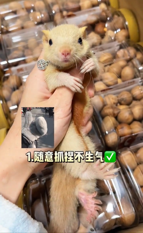 图片[11]-红腹松鼠18种颜色介绍-易客萌宠官方网站