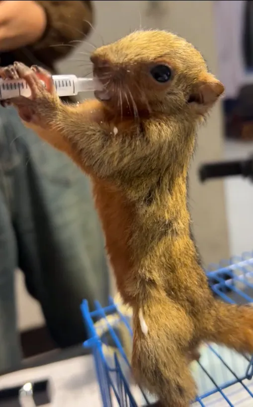 图片[15]-红腹松鼠18种颜色介绍-易客萌宠官方网站