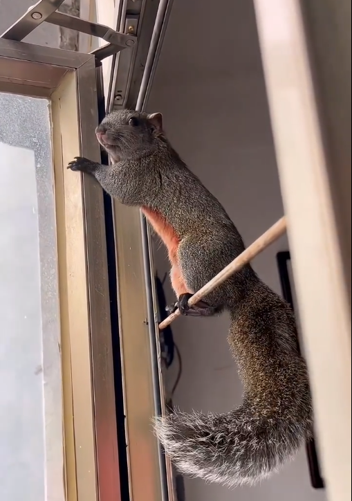 图片[6]-红腹松鼠18种颜色介绍-易客萌宠官方网站