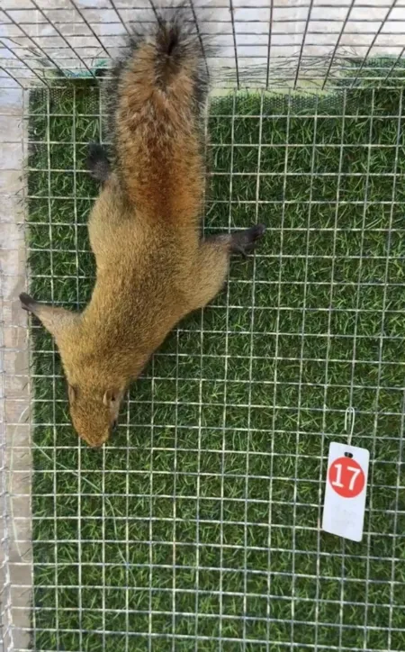 图片[16]-红腹松鼠18种颜色介绍-易客萌宠官方网站