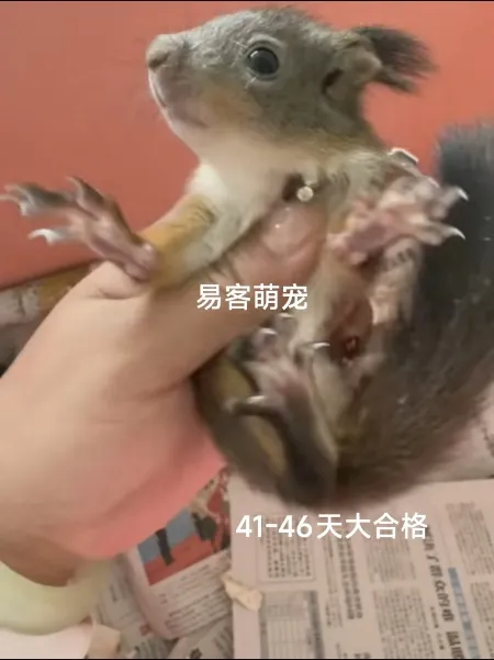 图片[84]-魔王松鼠22种颜色天数介绍-易客萌宠官方网站