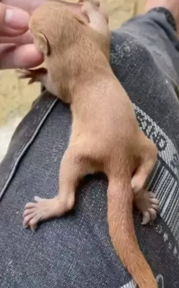 图片[19]-红腹松鼠18种颜色介绍-易客萌宠官方网站