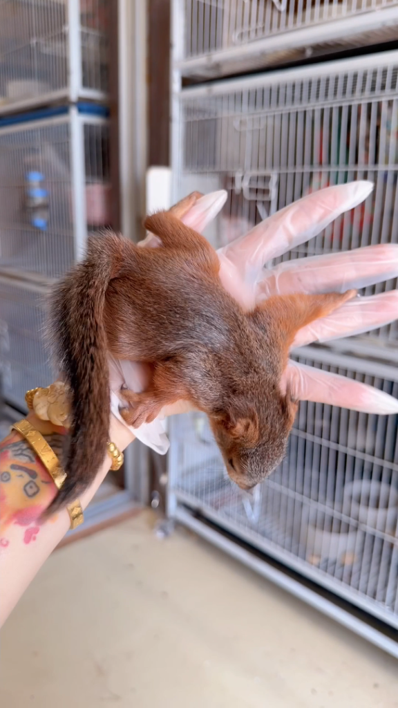图片[17]-雪魔松鼠10种颜色介绍-易客萌宠官方网站