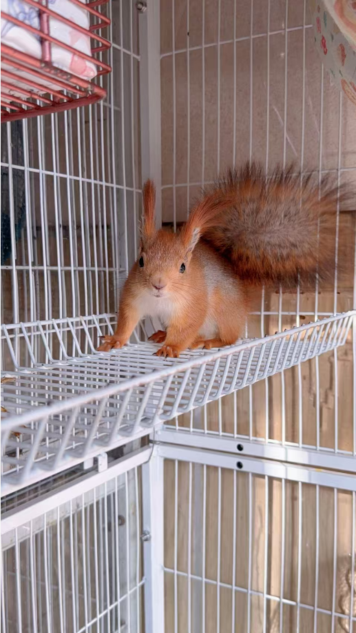 图片[65]-雪魔松鼠10种颜色介绍-易客萌宠官方网站