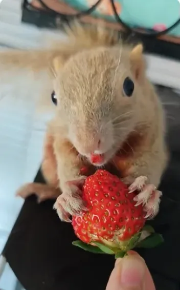 图片[20]-红腹松鼠18种颜色介绍-易客萌宠官方网站