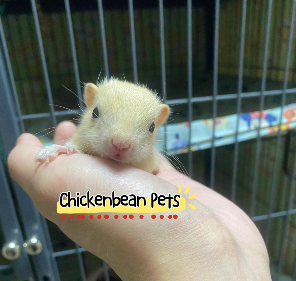 图片[7]-红腹松鼠18种颜色介绍-易客萌宠官方网站