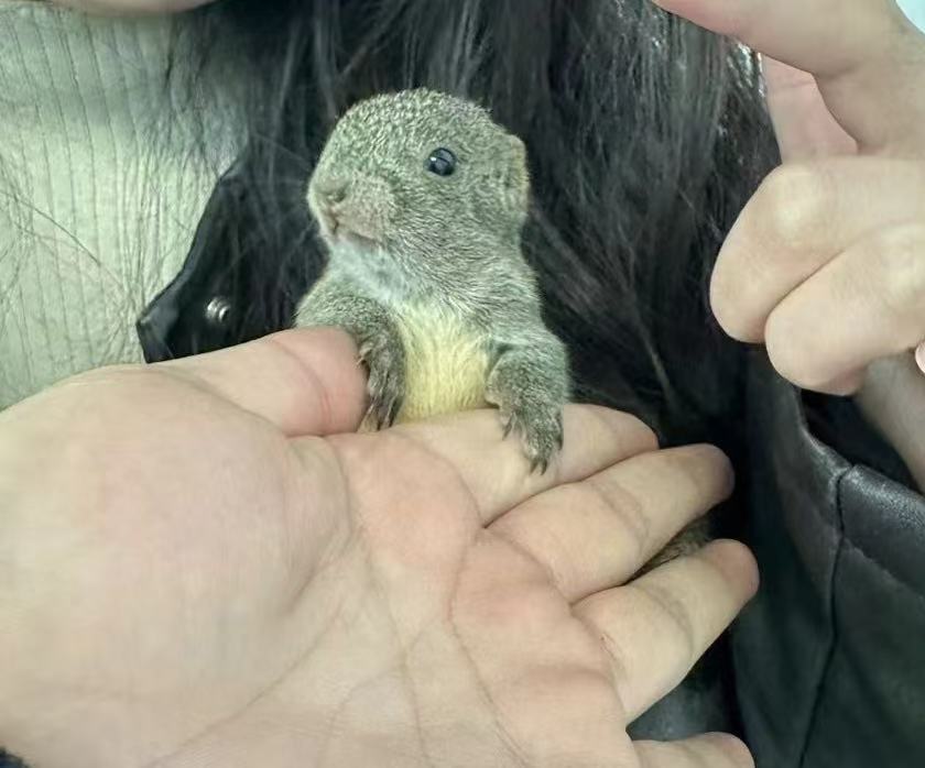 图片[1]-黄山松鼠4种颜色介绍-易客萌宠官方网站