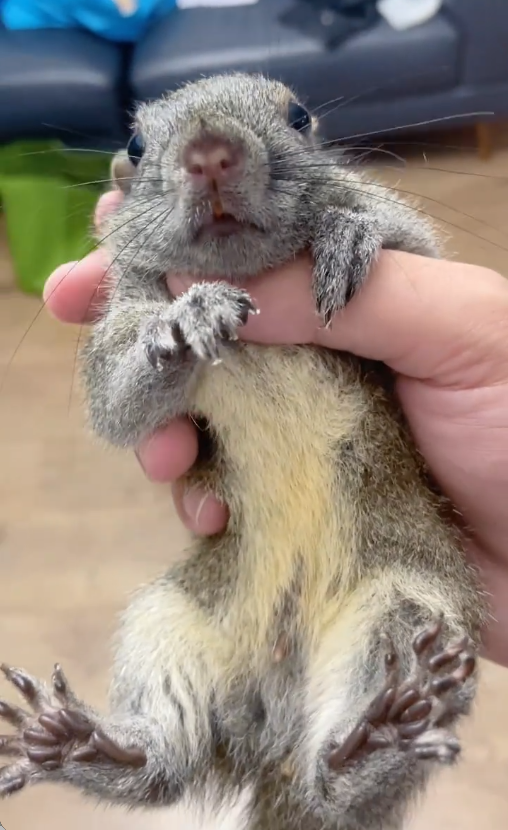 图片[5]-黄山松鼠4种颜色介绍-易客萌宠官方网站