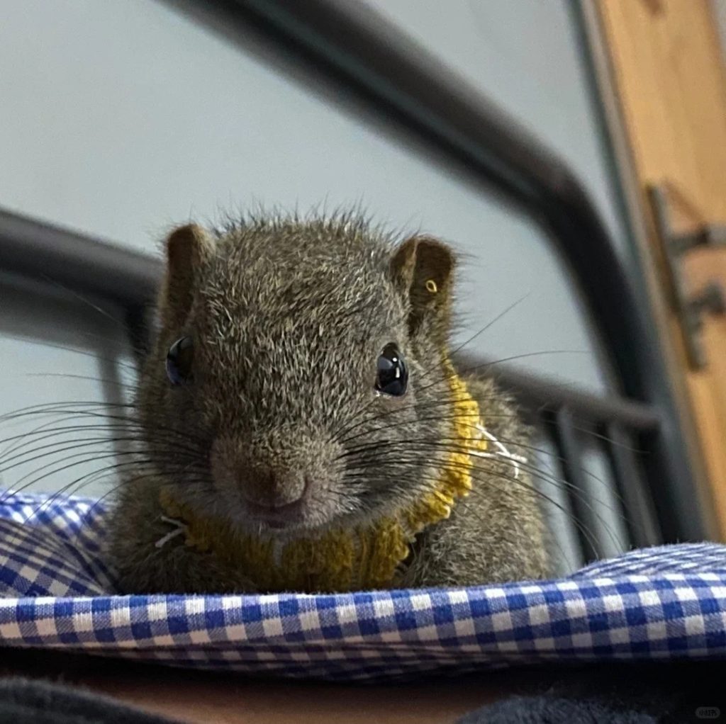 图片[2]-黄山松鼠4种颜色介绍-易客萌宠官方网站