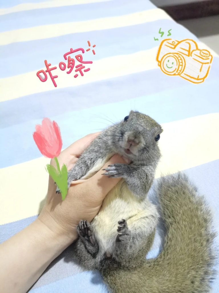 图片[6]-黄山松鼠4种颜色介绍-易客萌宠官方网站