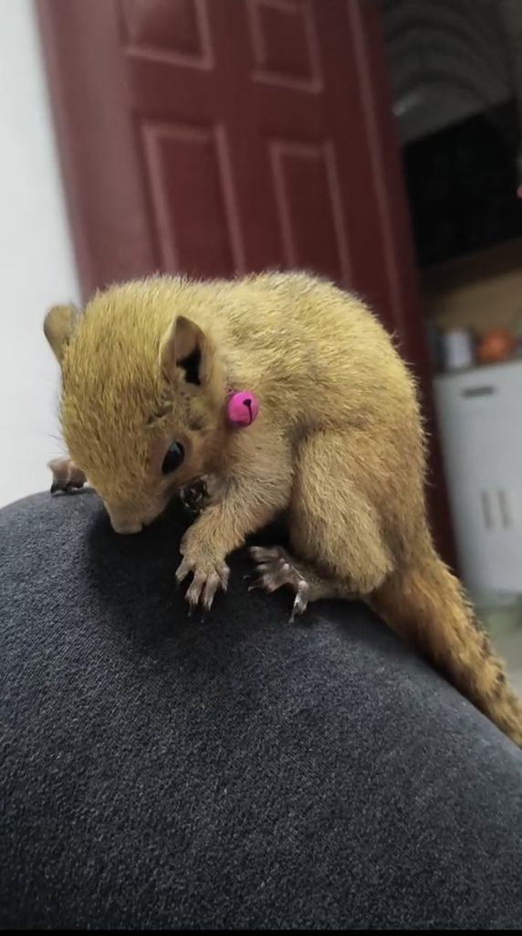 图片[14]-红腹松鼠18种颜色介绍-易客萌宠官方网站