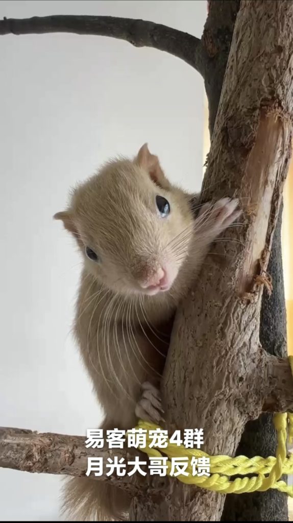 图片[17]-红腹松鼠18种颜色介绍-易客萌宠官方网站