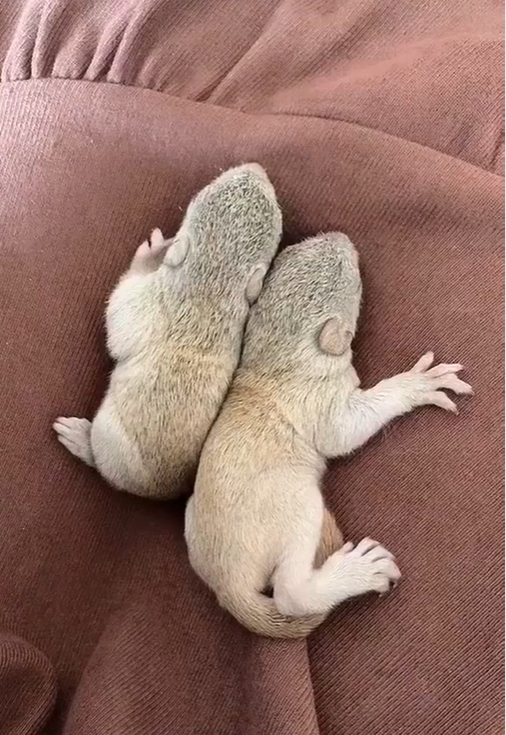 图片[7]-黄山松鼠4种颜色介绍-易客萌宠官方网站