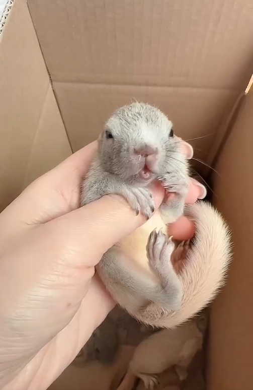 图片[8]-黄山松鼠4种颜色介绍-易客萌宠官方网站