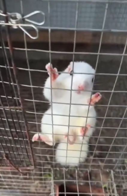 图片[11]-黄山松鼠4种颜色介绍-易客萌宠官方网站