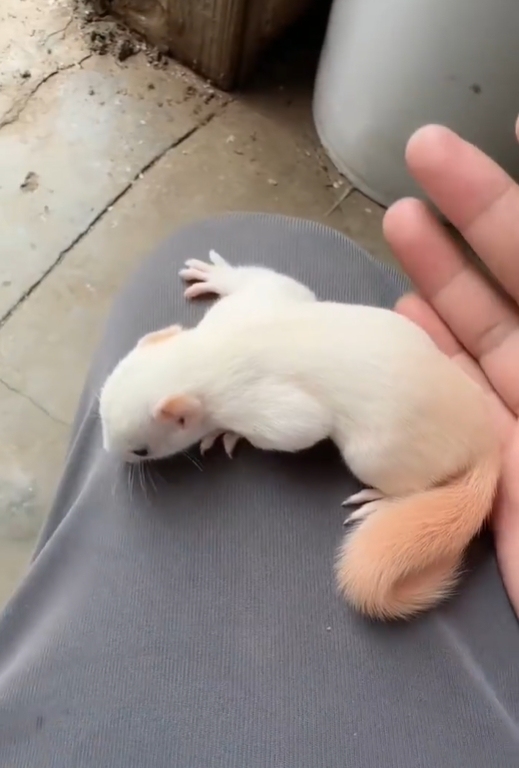 图片[12]-黄山松鼠4种颜色介绍-易客萌宠官方网站