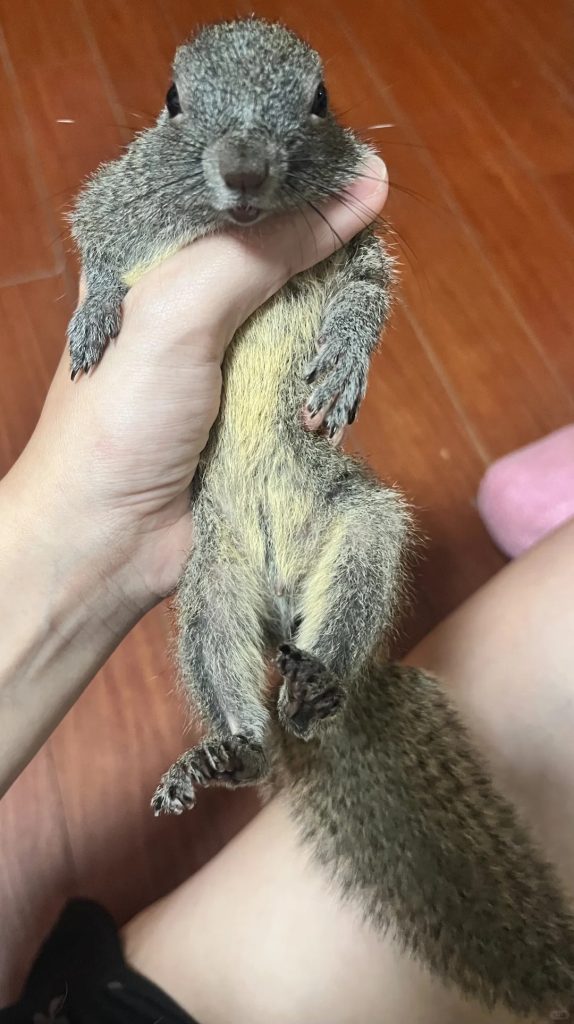 图片[4]-黄山松鼠4种颜色介绍-易客萌宠官方网站